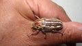 Ten - lined June Beetle female. Biologist, Exotic vet holding a large beetle