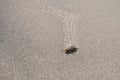 Ten-lined June Beetle in the Sand