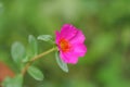 Ten o`clock flower or table rose Portulaca grandiflora