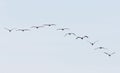 Ten Pelicans Flying in Formation Royalty Free Stock Photo