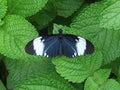 Black And White Butterfly On Leaves