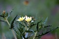 Ten-petaled Mentzelia 600476