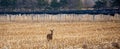 Ten point white tailed deer buck standing in a farmers ginseng and cornfield with woods in the background Royalty Free Stock Photo