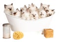 Ten Sacred Burma kittens in a bathtub