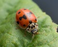 Ten-spotted ladybug, Adalia decempunctata Royalty Free Stock Photo