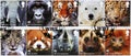 Ten stamps of WWF with endangered animals looking at you Royalty Free Stock Photo
