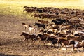 Ten thousand steeds gallop Royalty Free Stock Photo