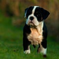 Ten weeks old female puppy Old English Bulldog Royalty Free Stock Photo