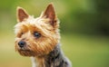 Ten Years Old Australian Silky Terrier Portrait Royalty Free Stock Photo