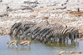 Ten zebras springboks waterhole, Etosha, Namibia