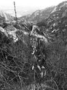 Tenacious dead leaves in the autumn wind