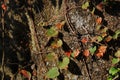 Tenacious leaves on the Shek Pik Royalty Free Stock Photo