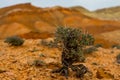 Tenacious shrub clings to life amidst reddish-orange soil, a testament to natures resilience in arid environments.
