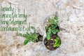 Tenacity - Small plants growing in holds erroded in rock - Room for copy Royalty Free Stock Photo