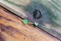 Tenacity - Tiny plant grows in crack between two boards Royalty Free Stock Photo