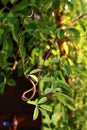 Tenacles and young leaves of climbing plant called Chocolate Wine, know also as Five-Leaf Akebia, latin name Akebia Quintata
