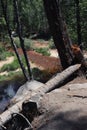 Tenaya Creek Before a Large Storm Royalty Free Stock Photo