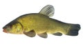Tench Royalty Free Stock Photo