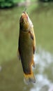 Tench Royalty Free Stock Photo