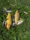 The tench or doctor fish (Tinca tinca) caught during fishing and placed on ground in grass Royalty Free Stock Photo