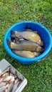 Tench fish in a bucket. Roach in a box. Catch of fish. Fishing Royalty Free Stock Photo