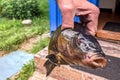 tench fish closeup view Royalty Free Stock Photo