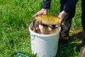 Tench fish on male hand over bucket full of fish Royalty Free Stock Photo
