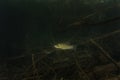 Tench, doctor fish, tinca tinca Royalty Free Stock Photo