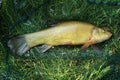 Tench - Tinca tinca Royalty Free Stock Photo