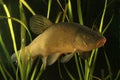 Tench, Tinca tinca Royalty Free Stock Photo
