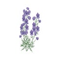 Tender aconite or monkshood flowers and leaves hand drawn on white background. Detailed drawing of flowering herbaceous