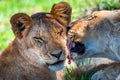 Lioness demonstrates tendeness by licking a lion