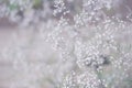 White Gypsophila flowers in the spring garden