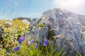 Tender alpine flowers high at the mountain top. Royalty Free Stock Photo