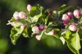 Tender Apple tree Flower buds in the garden in spring Royalty Free Stock Photo