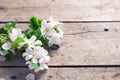 Tender apple tree flowers on aged vintage wooden background. Royalty Free Stock Photo