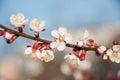 Tender apricot branch with white blossom on blue sky bokeh background Royalty Free Stock Photo