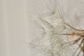 Tender background. Macro of dandelion seeds in dew drops. Background for weddings, holiday cards. Abstract background Royalty Free Stock Photo