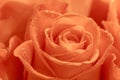 Tender and beautiful coral roses rain drops close-up bouquet gift for holiday