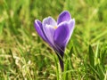 Tender beautiful flower in summer sun, blossom of purple Crocus Royalty Free Stock Photo