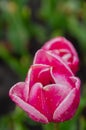 Tender beautiful pink tulip buds after the rain. Beautiful European garden, flowerbed Royalty Free Stock Photo