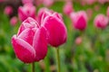 Tender beautiful pink tulip buds after the rain. Beautiful European garden, flowerbed Royalty Free Stock Photo