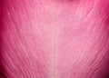 Tender beautiful rose petal texture. Pink rose petal close up. Macro photo of natural rose petal texture.