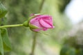 Tender and beautiful. Rosy rose bud flowering on shrub in summer. Rose flower blossoming in park garden. Garden rose in blossom.