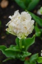 Tender beautiful white tulip buds after the rain. Beautiful European garden, flowerbed Royalty Free Stock Photo