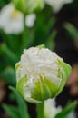 Tender beautiful white tulip buds after the rain. Beautiful European garden, flowerbed Royalty Free Stock Photo