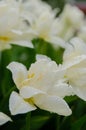 Tender beautiful white tulip buds after the rain. Beautiful European garden, flowerbed Royalty Free Stock Photo