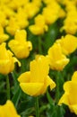 Tender beautiful yellow tulip buds after the rain. Beautiful European garden, flowerbed Royalty Free Stock Photo
