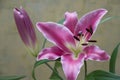 Tender big pink flowers of lily on the calm light background