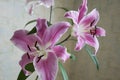 Tender big pink flowers of lily on the calm light background